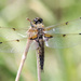 Four-spotted Chaser by gaylewood