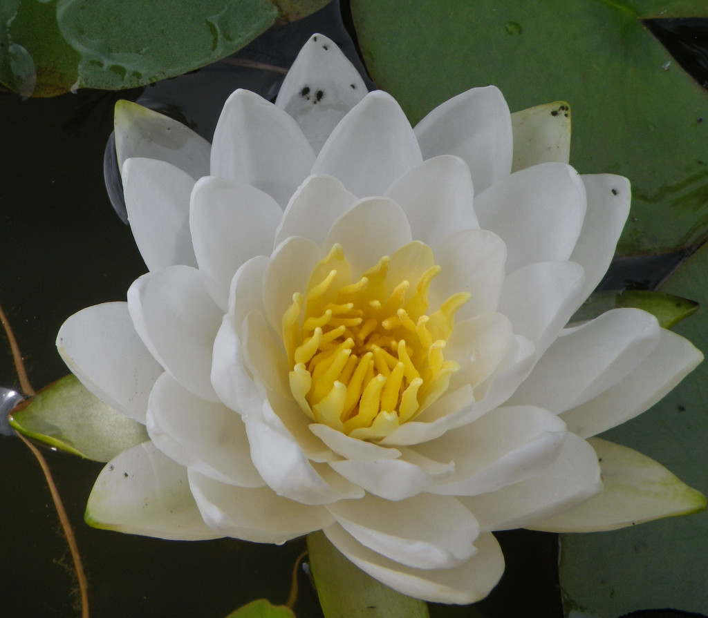 Water Lily flower by loweygrace