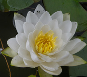 2nd Jul 2016 - Water Lily flower