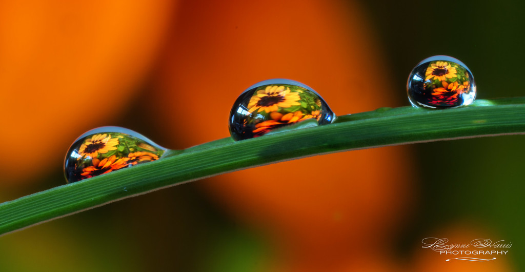 Flower Droplets by lynne5477