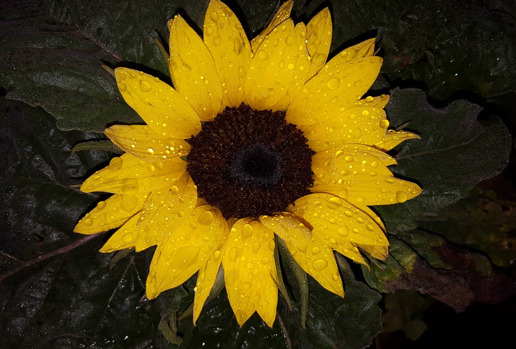 Rain Soaked Sunflower by jo38