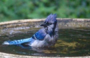 1st Jul 2016 - Young Blue Jay