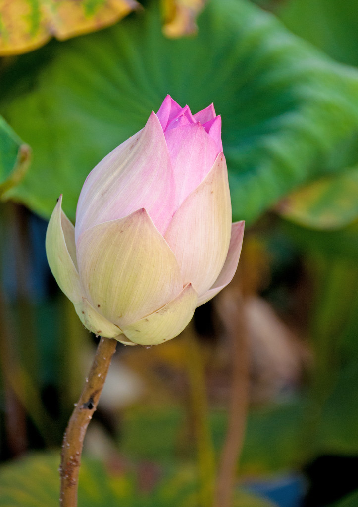Lotus Flower 2 by ianjb21
