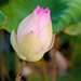 Lotus Flower 2 by ianjb21