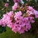 Crape Myrtle by mimiducky
