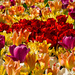 Lots of tulips by elisasaeter