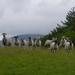 Pet Lambs by cmp