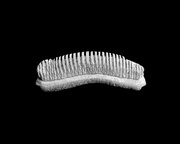3rd Jul 2016 - Stingray tooth