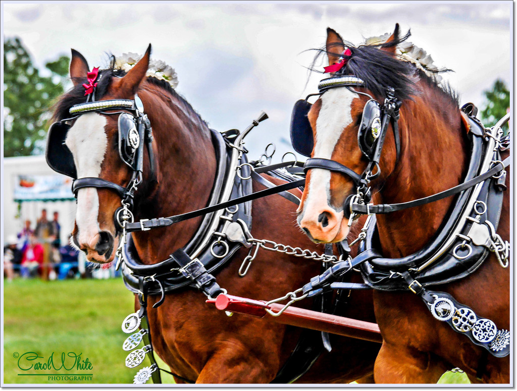 Shire Horses In Tandem (Best viewed on black) by carolmw