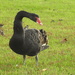 Black Swan by nickspicsnz