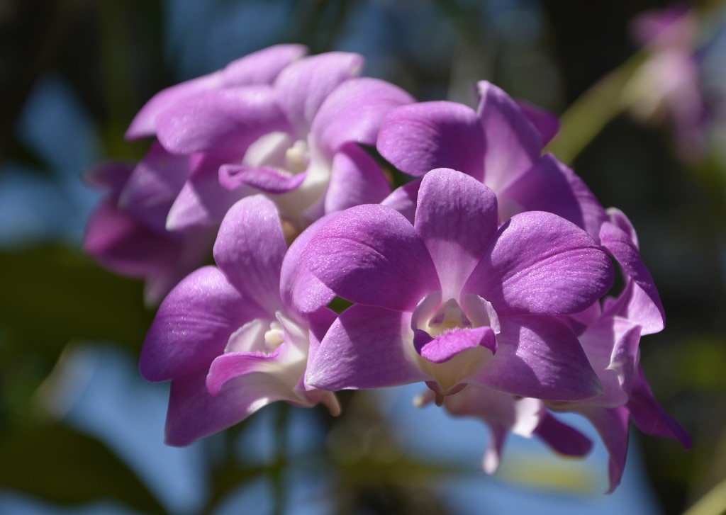 Orchids _DSC6633 by merrelyn