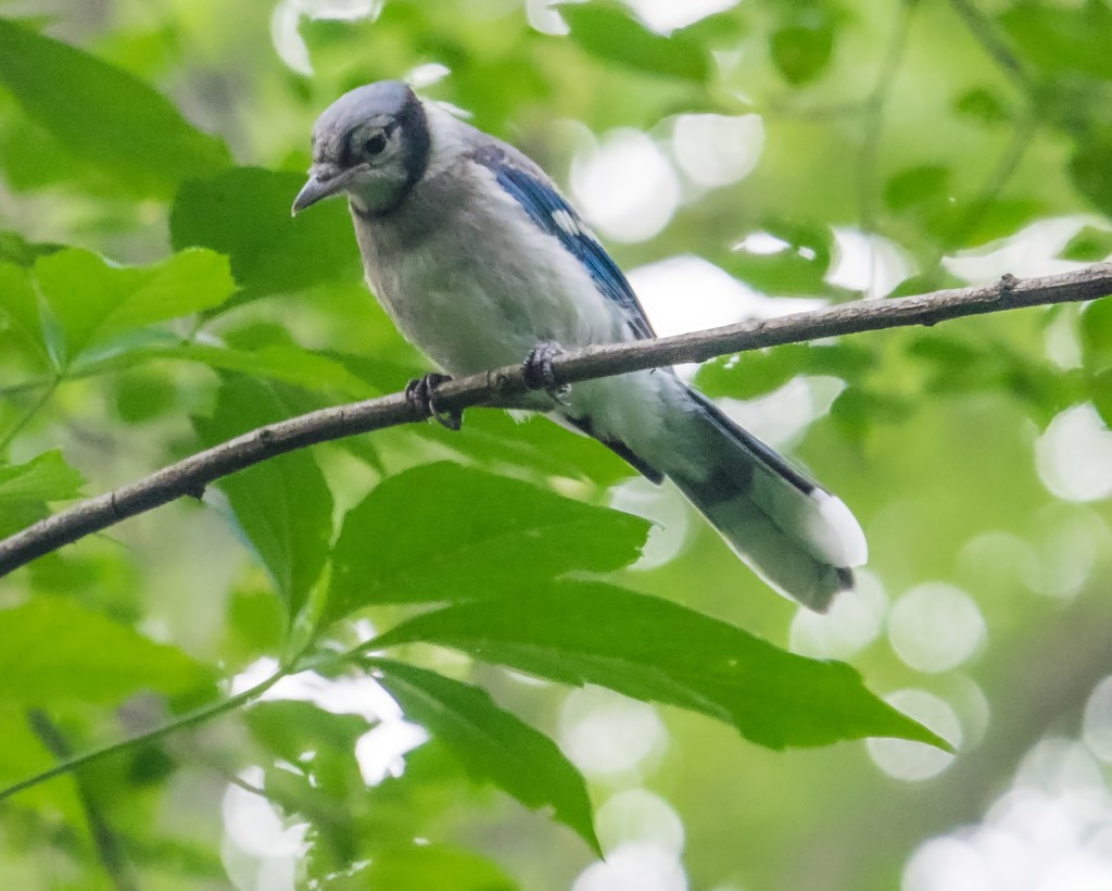 Blue Jay by rminer