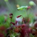 Lensbaby Moss by motherjane