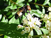 3rd Jul 2016 - Large Pied Hoverfly (Volucella pellucens)