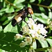 Large Pied Hoverfly (Volucella pellucens) by julienne1