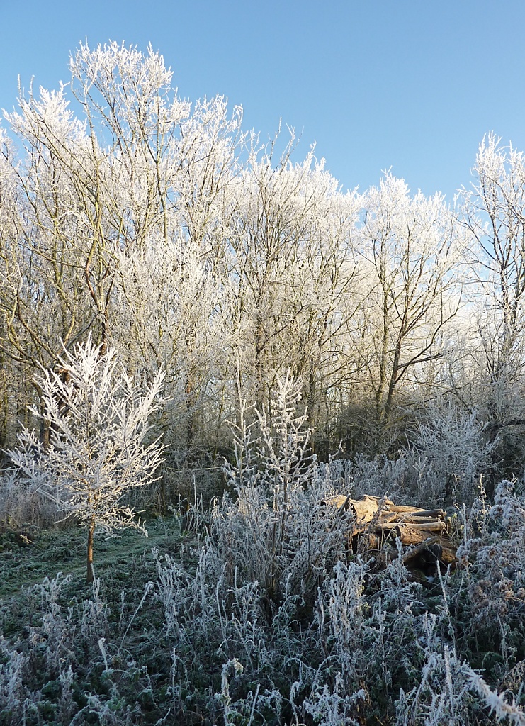 Frosty Morning by helenmoss