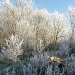 Frosty Morning by helenmoss