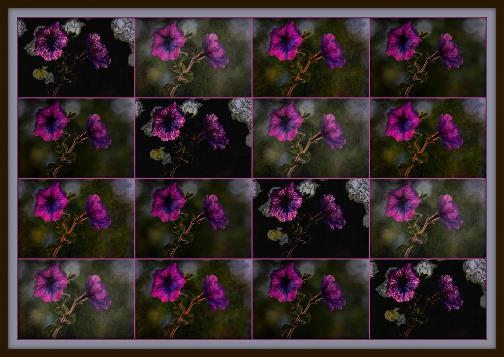 Playing with Petunias by taffy