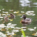 Scaup and ducklings by philhendry