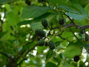 3rd Jul 2016 - Mini fir cones