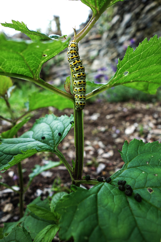 Caterpillar?! by overalvandaan