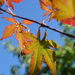 Acer by dragey74
