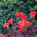 Geraniums are Blooming by elainepenney