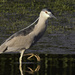 Black-crowned night heron by mccarth1