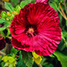 Frilly Hibiscus by milaniet
