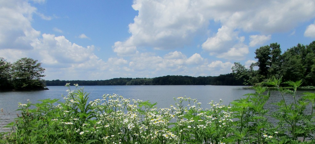 Dogwood Lake by tunia