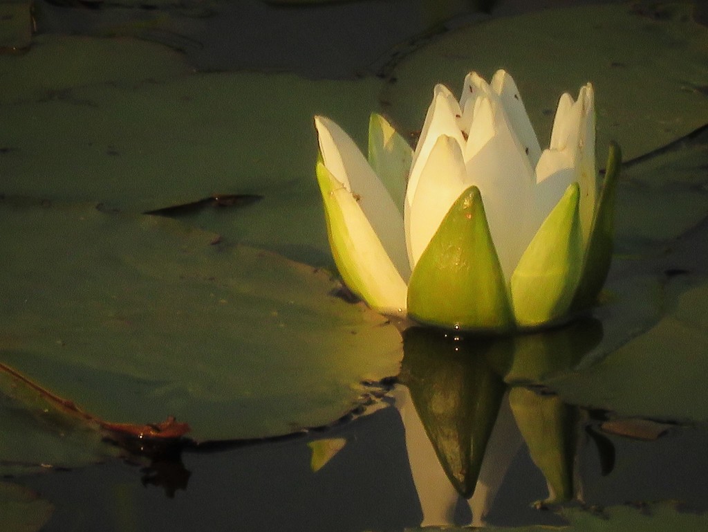 Water Lily by radiogirl