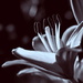 Lily Monochrome by jayberg