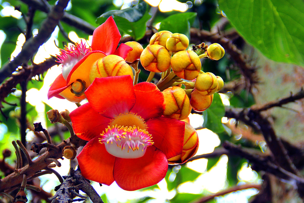 Cannonball Tree Blossom by jaybutterfield