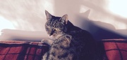 3rd Jul 2016 - Cat on tartan rug .. Or McCat ....