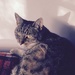 Cat on tartan rug .. Or McCat .... by brigette