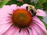 3rd Jul 2016 - Coneflower and Bee