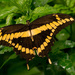Giant Swallowtail Butterfly! by rickster549