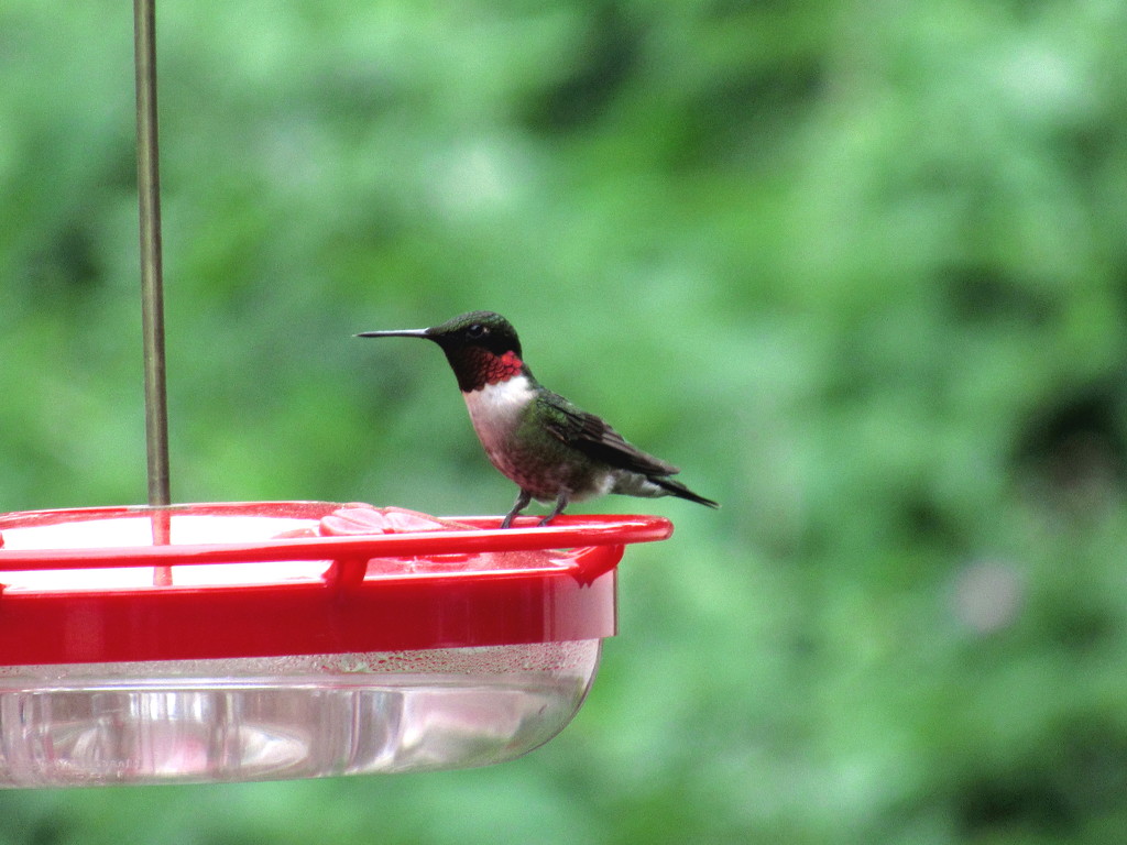 Hummingbird On The Feeder by randy23