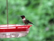 3rd Jul 2016 - Hummingbird On The Feeder