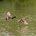 Flying Ducks by randy23