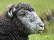 4th Jul 2016 - Fell Sheep
