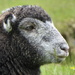 Fell Sheep by cmp