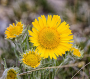 3rd Jul 2016 - alpine sunflower