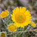 alpine sunflower by aecasey