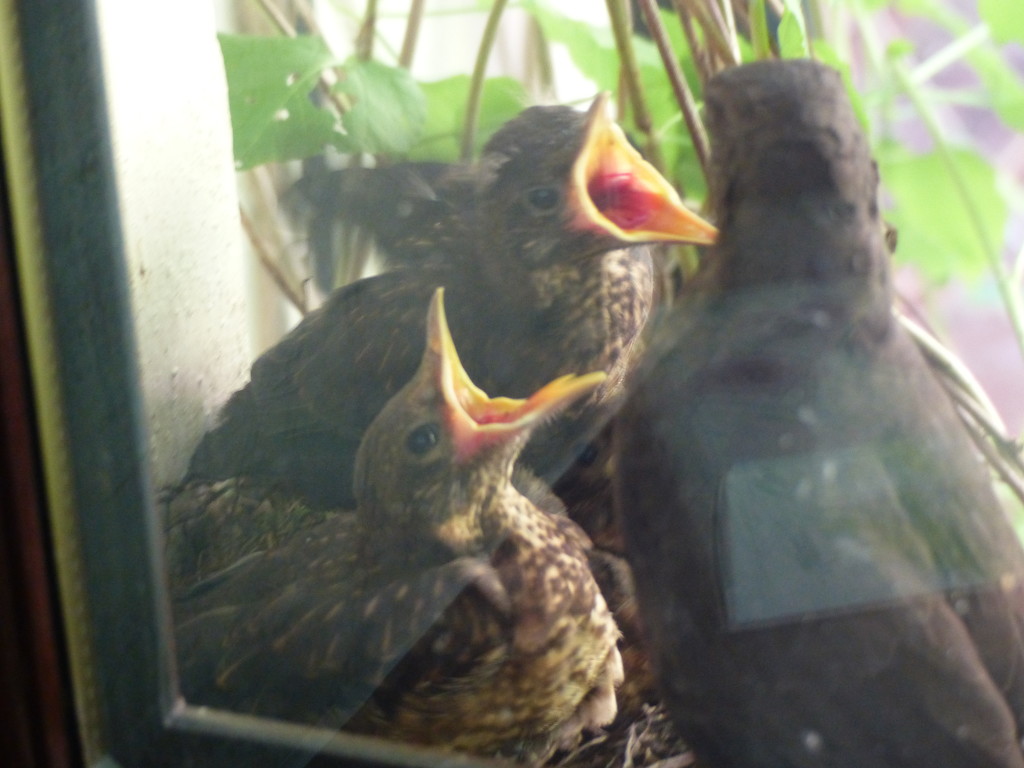Baby Blackbirds by susiemc
