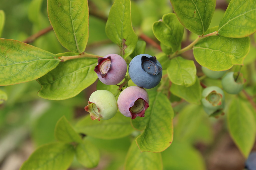 Blueberries by lucien