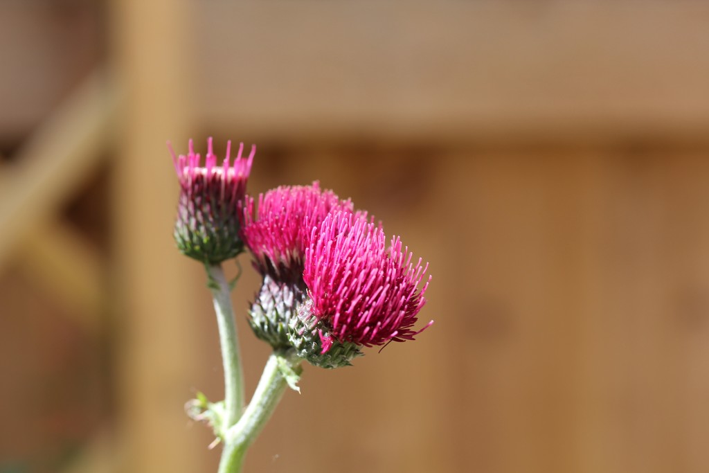 Pink Thistle by daffodill