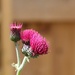 Pink Thistle by daffodill