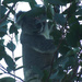 peek a boo by koalagardens