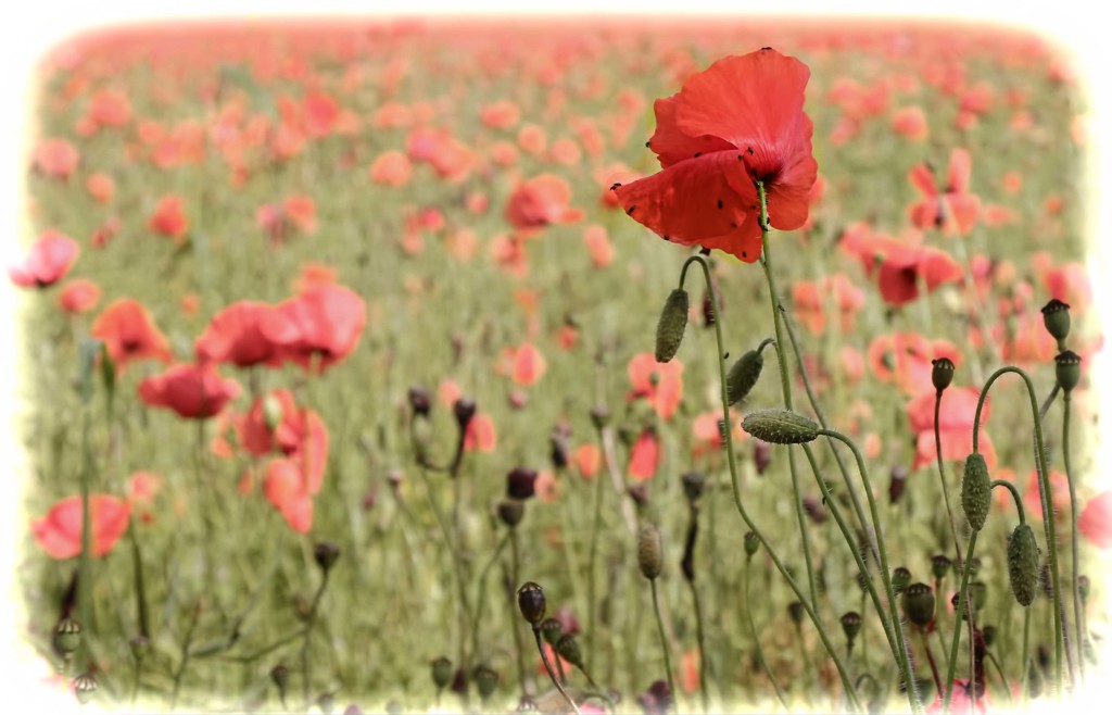 Poppy field by shepherdmanswife